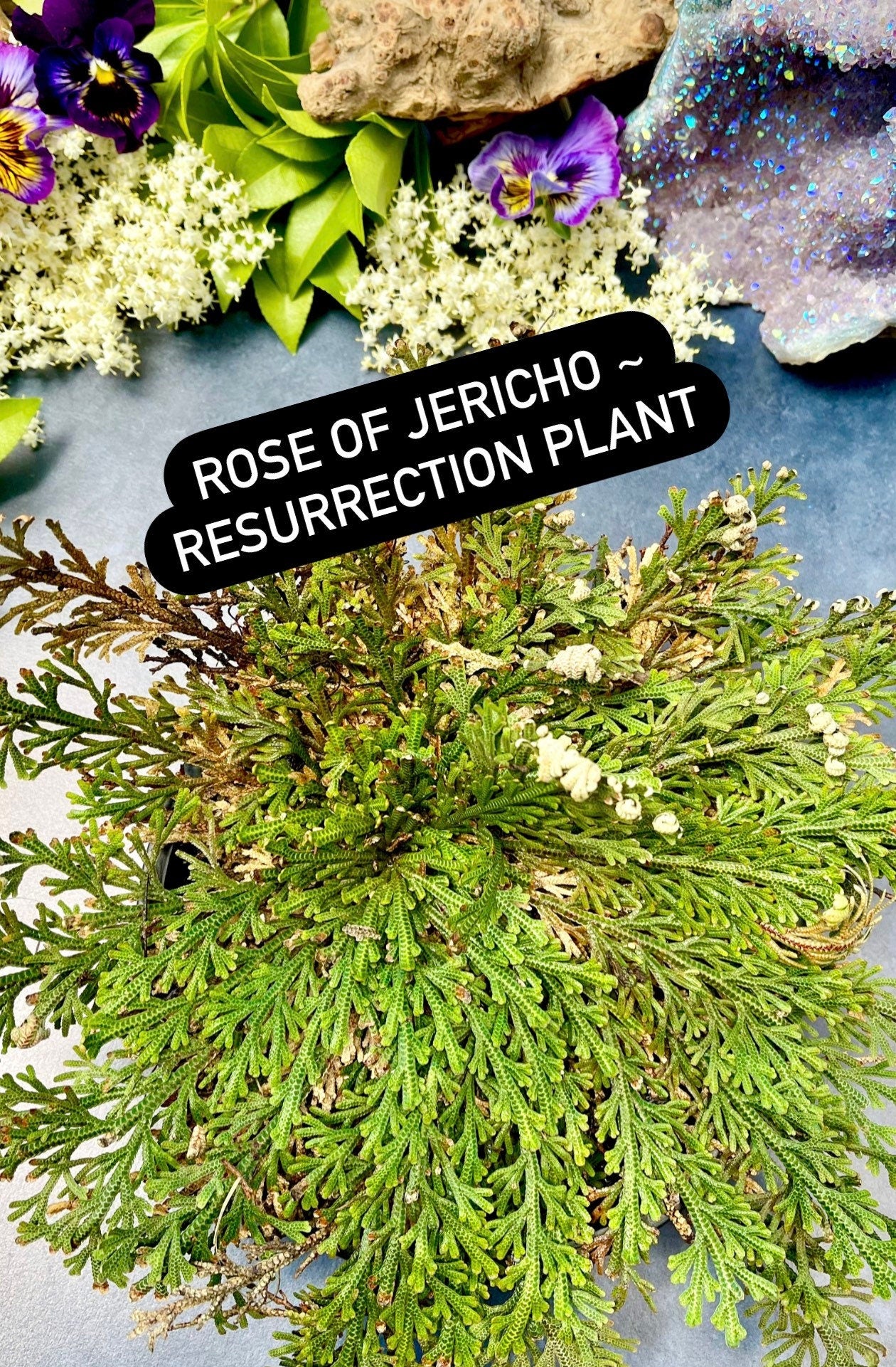 Rose of Jericho ~ Anita Apothecary, Ressurection Plant, Jericho Rose, Witchcraft spell oil, Manifesting Oil, Spell oil, Full Moon, New Moon